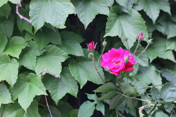 pink rose bush