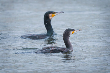 Great Comorant swimming in river