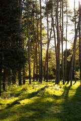 Fototapeta premium Landscape sunny day in city park nature