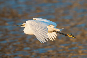 flying little egret