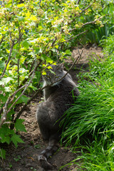 domestic gray cat sits in the garden near a plant