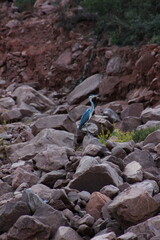 heron on the rocks  in the mountains tighdouine