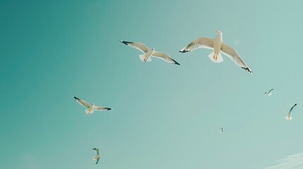 Seagulls soaring overhead against a clear blue sky, with copy space