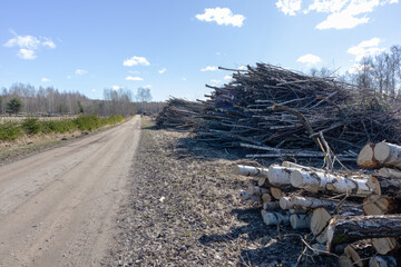 
A pile of sawn birch wood with a pile of branches on the side of the road