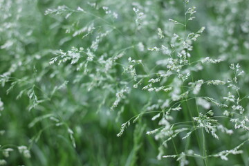 grass with dew