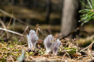 
Small white and fluffy flowers on a forest background