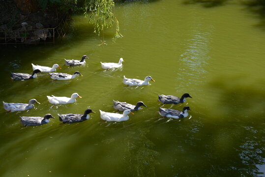 Beautiful wild ducks floating in a pond with green water.