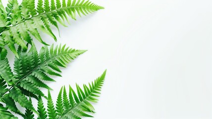 Fresh green fern leaves arranged neatly on a pure white surface
