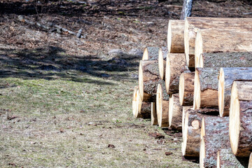 
Sawn logs are stacked in a chup to be taken away