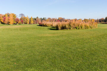 Large glade with trimmed grass in autumn park against reeds