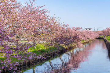 リフレクションが綺麗な河津桜（三重県松阪市・笠松河津桜ロード）