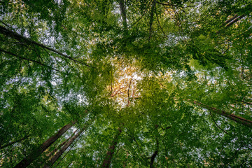 Vue en contreplongée de la canopée d'une forêt (forêt de Fontainebleau, à Thomery, Seine et Marne)