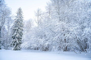Obraz premium Beautiful winter landscape with snow covered trees in the forest. Christmas background.