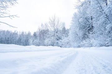 Beautiful winter landscape with snow covered trees in the forest. Christmas background.