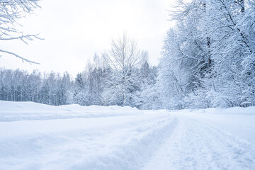 Beautiful winter landscape with snow covered trees in the forest. Christmas background.