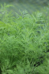 Herb garden full of bright green summer dill plants.