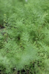 Herb garden full of bright green summer dill plants.