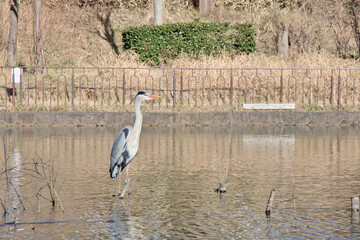 獲物を探すアオサギ