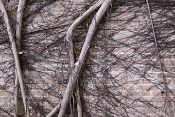Network of Banyan tree roots hang onto an old brick wall.