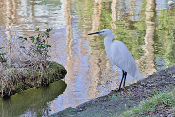 獲物を探すコサギ