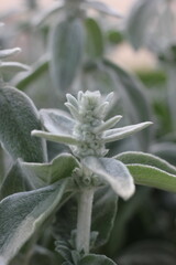 A white plant growing in the sunny garden.