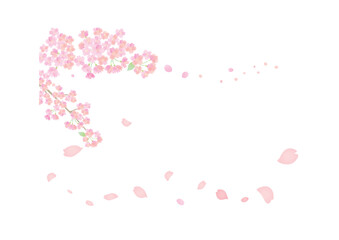 花びら舞い散る桜の背景イラスト　背景白