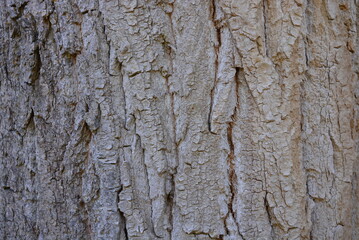 Bark of a tree with a white touch, shade