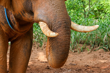Close-up of the large ivory tusk of a beautiful Thai elephant.