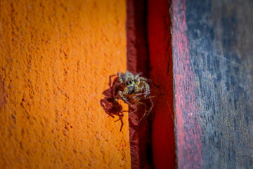 selective focus A nearby spider on the wall is eating another spider.