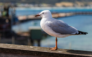 Portrait of a seagull in Apollo Bay harbor, Australia