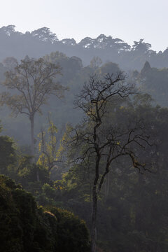 selective focus leafless summer trees in the forest in Thailand There is dust and smoke from forest fires.