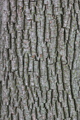 bark of a tree