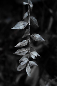 foglie bianco e nero