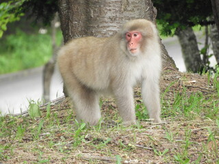 野生のニホンザル