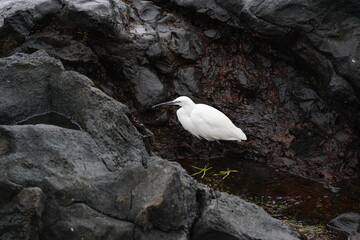 Seidenreiher auf Nahrungssuche