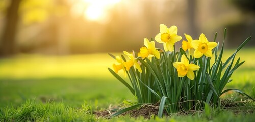 Yellow daffodils flower bed.nature background - obrazy, fototapety, plakaty