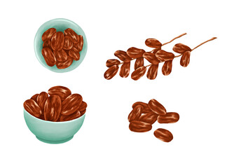 set of date fruit illustrations. Ramadan food. Iftar food