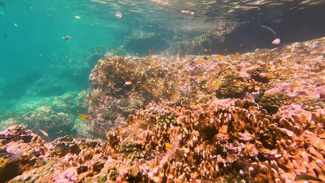 Various tropical fish abudefduf feed in the warm unser water of the ocean among corals. School of parrot fish spawning and feeding shallow water, shoal, biocenosis reef of attol