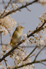 Common chiffchaff  sits on a branch of a blossoming fruit tree