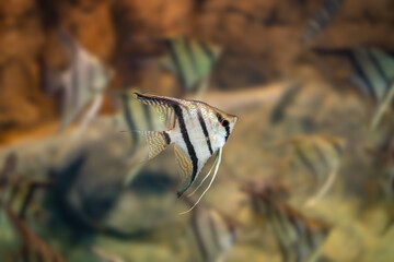 Freshwater Angelfish (Pterophyllum scalare) - Freshwater Fish