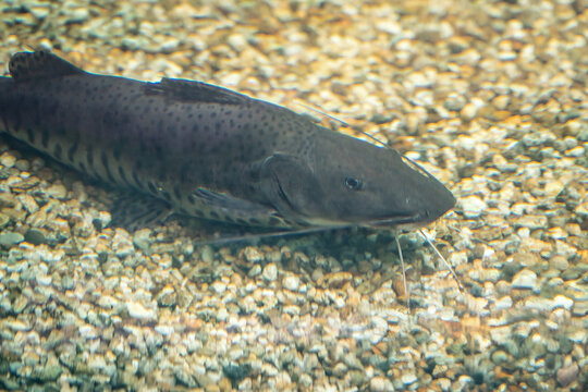 Spotted Sorubim Catfish (Pseudoplatystoma corruscans) - Freshwater Fish