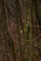 alberi stretti
