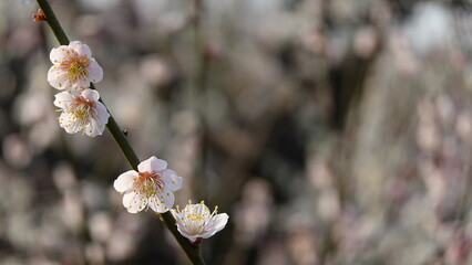 梅の花