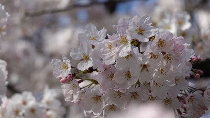 桜並木
