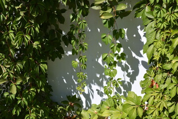 Beautiful green leaves of virginia creeper, victoria creeper, five-leaved ivy, five-finger flower on sunlight and on a white background. - obrazy, fototapety, plakaty