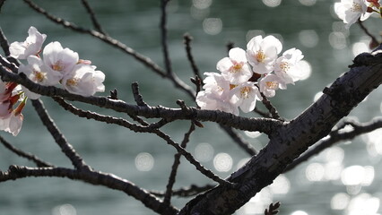 桜並木
