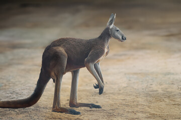 Red Kangaroo (Osphranter rufus) - Australian Marsupial - obrazy, fototapety, plakaty
