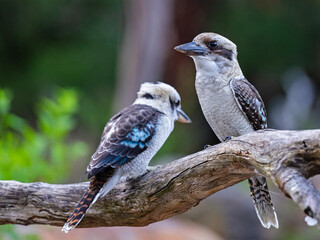 A pair of Australian Kookaburra, a type of kingfisher endemic to Australia and New Guinea and famous for its laughter-like call.