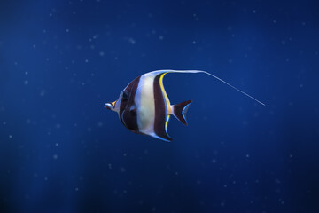 Pennant Coralfish (Heniochus acuminatus) or Longfin Bannerfish - Marine Fish