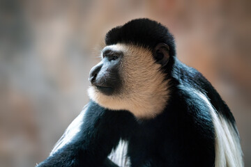 Mantled Guereza monkey (Colobus guereza)